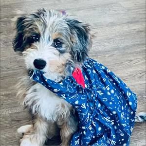 Meet your Posher, Robin